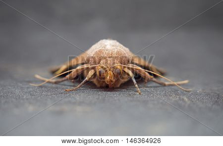 Night butterfly mos animal close up grey