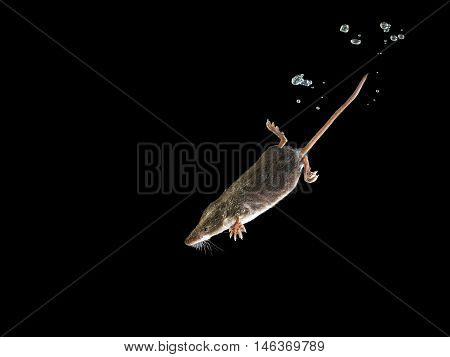 Diving Water Shrew
