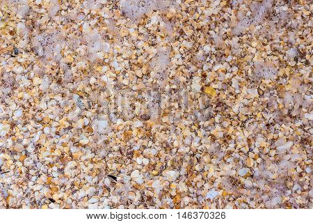 Sea shells on sand as background summer