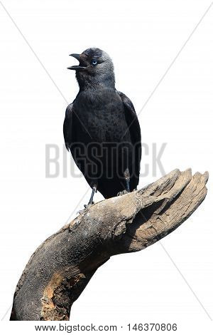 Wild Jackdaw - Corvus monedula on a white background
