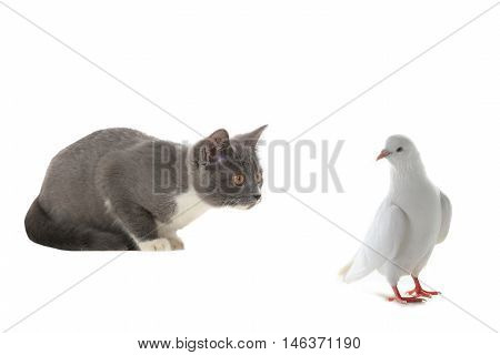 cat and pigeon on a white background