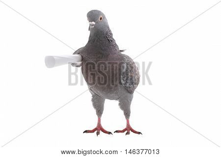 pigeon with the letter under a wing