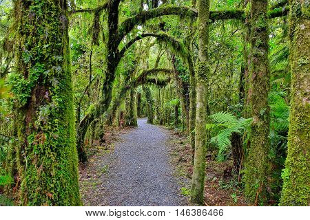 New Zealand Rain Forest In Westland National Park