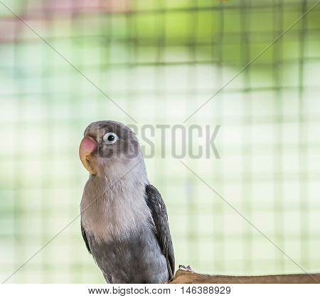 little bird standing alone in a cage.