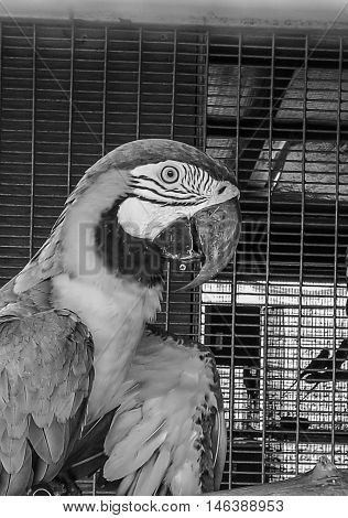 monochrome big Parrot's Core in the cage