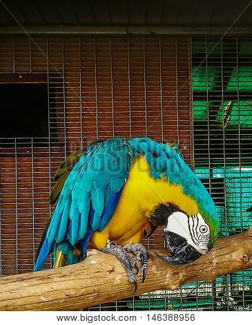 The big bird in cage The parrots, macaws