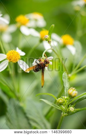 White flowers on a meadow with Wasps.