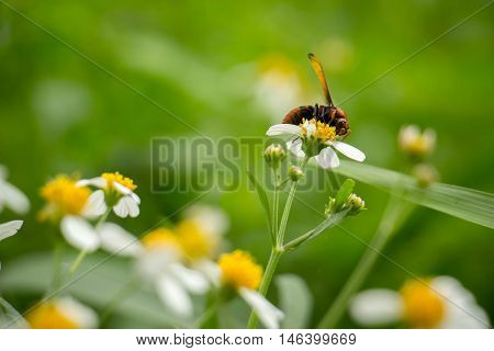 White flowers on a meadow with Wasps.
