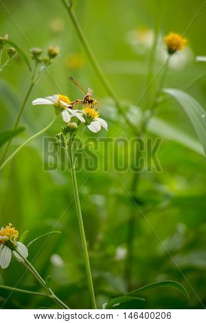 White flowers on a meadow with Wasps.