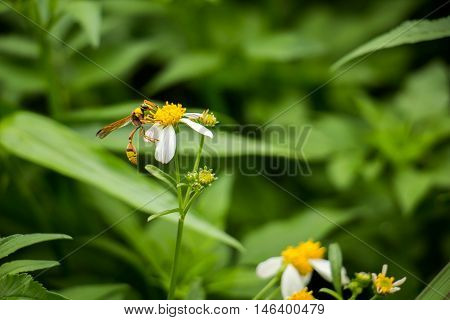 White flowers on a meadow with Wasps.