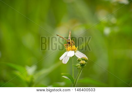 White flowers on a meadow with Wasps.