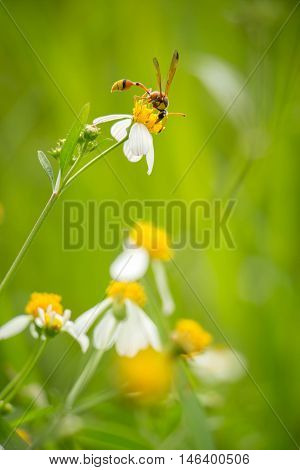White flowers on a meadow with Wasps.