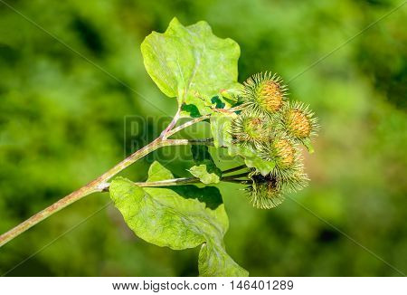 Closeup of a budding Greater Burdock or Arctium Lappa plant in its blurred own natural habitat. It is summertime now.