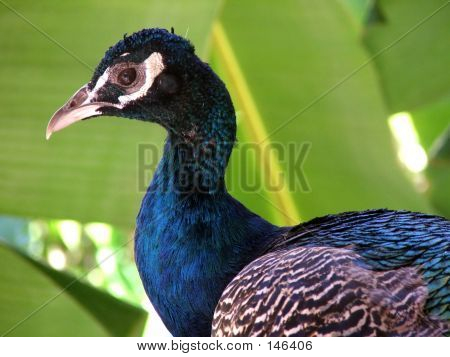 Animali - pavone