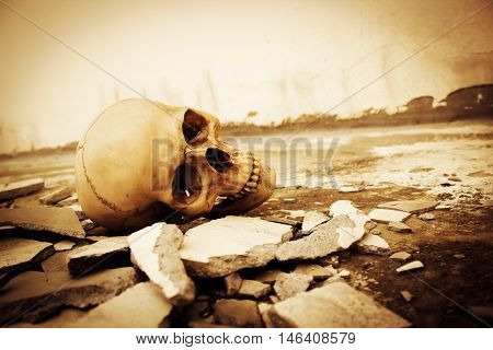 Human skull on ruins place,Horror Background For Halloween Concept And Movie Poster Project