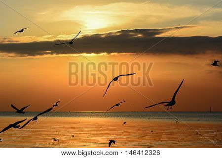 Silhouette of flying Seagulls on sea sunset