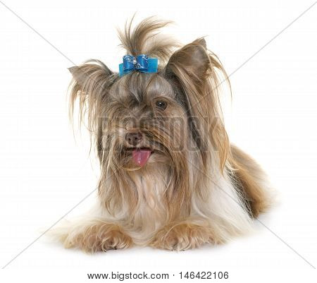 puppy biro yorkshire terrier in front of white background