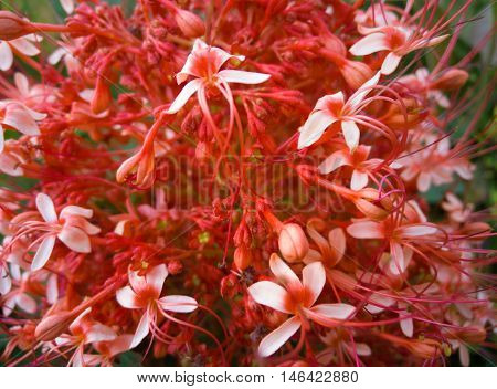 red ixora pavetta flowers in canning hill Thailand