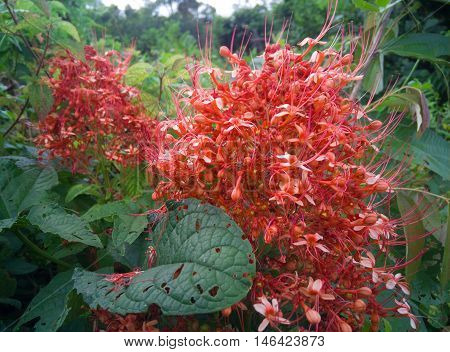 red ixora pavetta flowers in canning hill Thailand