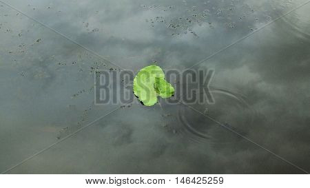 Photo of green leaf has fallen into the river. Picture taken cloudy summer day in August 2016.