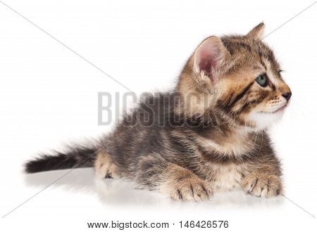 Serious cute kitten isolated on white background cutout