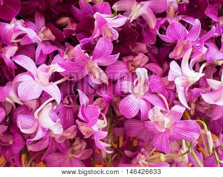Close-up view of a pile of beautiful purple Dendrobium orchid at the flower market. Flower background.