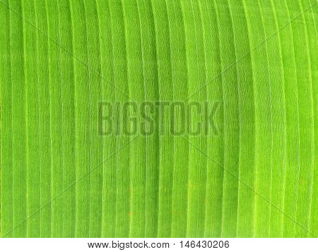 abstract and close-up of green leaf elements of design