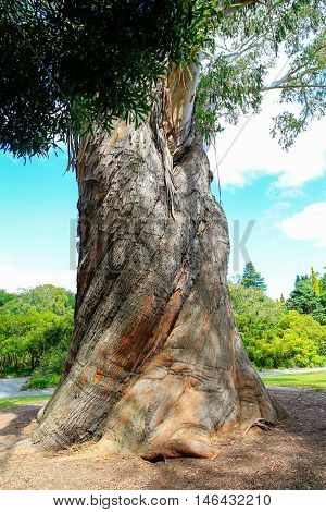 Very Large And Very Beautiful Eucalyptus Tree Christchurch Botanical Gardens, New Zealand