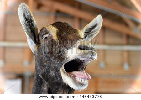 A very happy goat at the farm