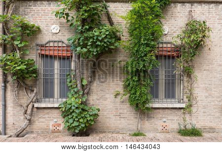 An Old House With Cilmbing Plants In A Garden In Italy