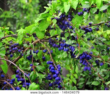 Plum Tree With Juicy Fruits.
