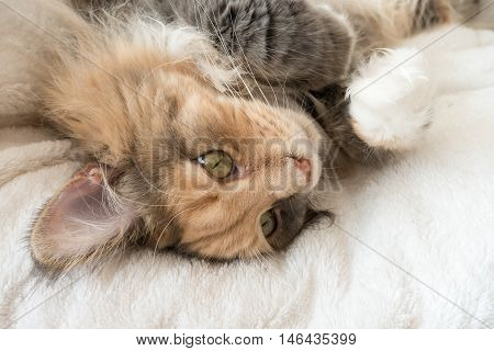 Blue tortie tabby with white Maine Coon cat laying with her eyes open on her white cat bed the paws up in the air and her stomach exposed.