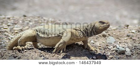 The Egyptian Mastigure (Uromastyx aegytius) is the largest lizard in Israel, it can reach a length of up to 80 cm and weigh up to 3 kg