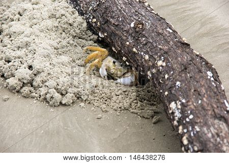 Crab - Maria Farinha