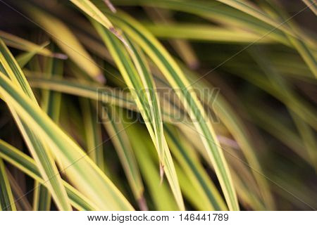 Leaves Yellowish Green Close Up Background, Plant Background