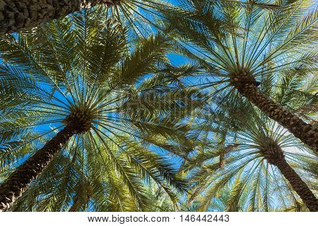 branches of date palms under blue sky