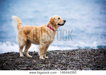 Golden dog sprinkle with drops of seawater on the beach