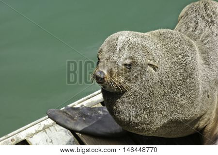 Wild african seal in Capetown at Victoria and Alfred Waterfront