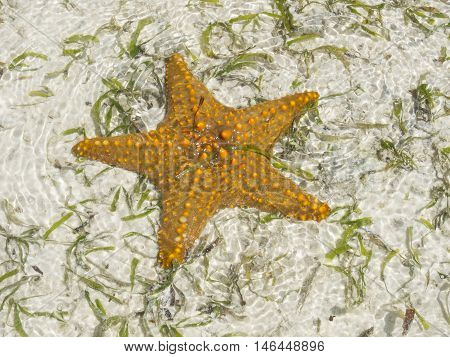 Starfish in shallow water Zanzibar Indian ocean