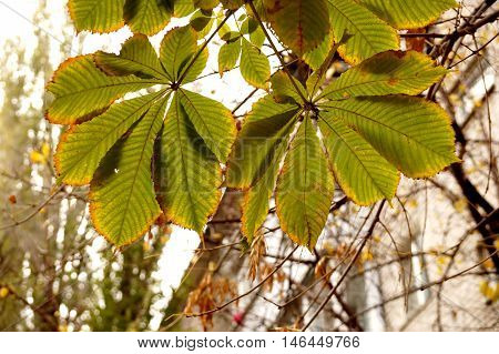 Autumn etude with leaves of a chestnut tree