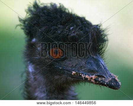 Detail of head of australian emu ostrich - Dromaius novaehollandiae