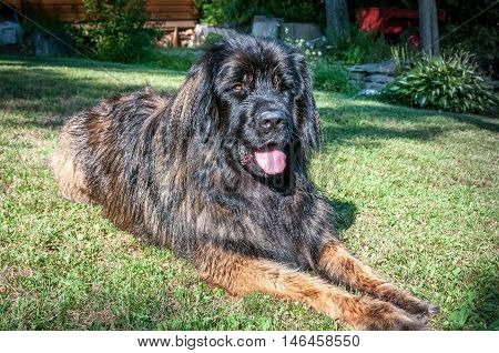 Leonberger dog closeup sit in the grass