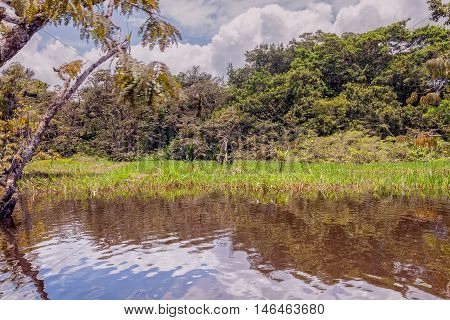Cuyabeno River With His Dense Vegetation Located In Sucumbios Ecuador Cuyabeno Wildlife Reserve South America