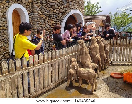 CINGJINGTAIWAN - MAY 52013 : Cingjing farm (Qingjing) is the one of the most attractive tourist place in NantouTaiwan.People can seen exploring around it.