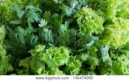 Green vegetable coriander and lettuce diet food