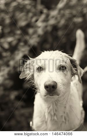 cute dirty dog take a bath low key