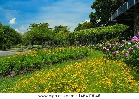 beautiful flowers in the garden in daylight