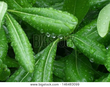 Raindrops on the Green Leaves, After Rain