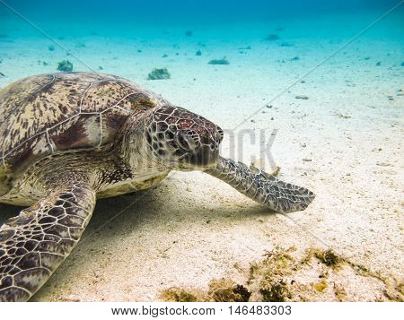 Green sea turtle. Marine Life in the Red Sea. Egypt