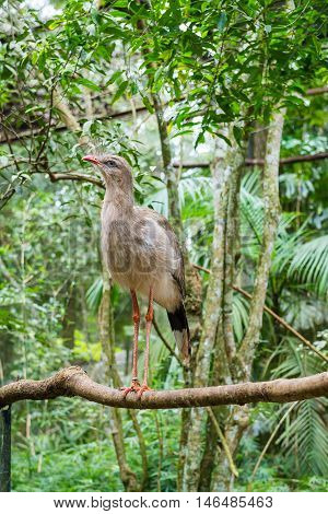 Portrait Of A Brazilian Cariama Cristata Seriema